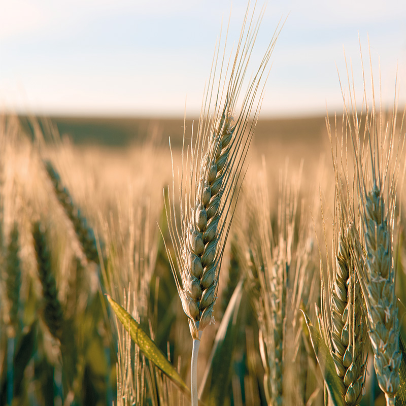 Champ de blé Moulin Batigne